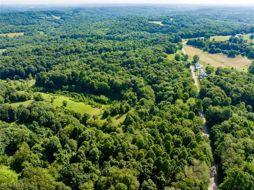 Drone / aerial view of a forest