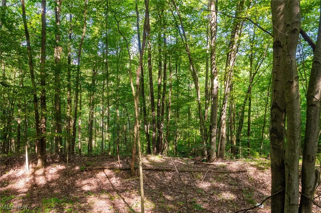 View of tree filled area