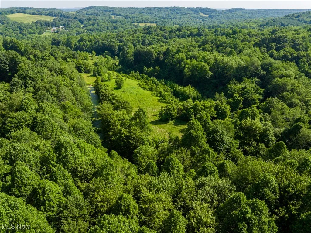 Aerial view of a forest