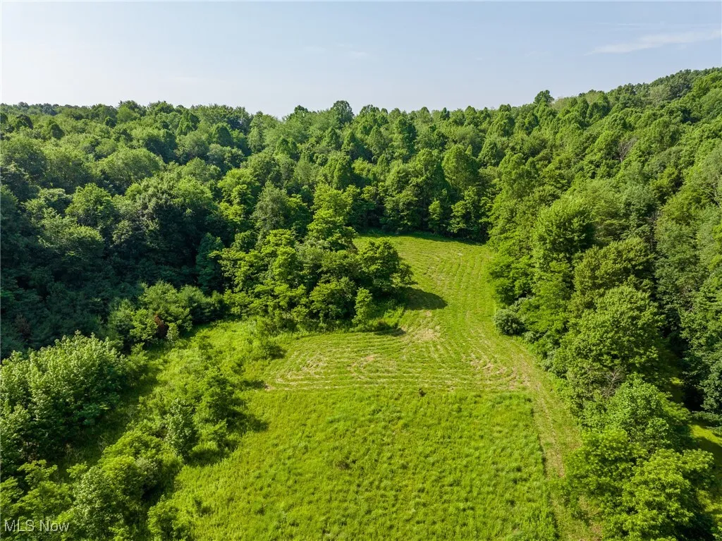 Aerial view of a forest