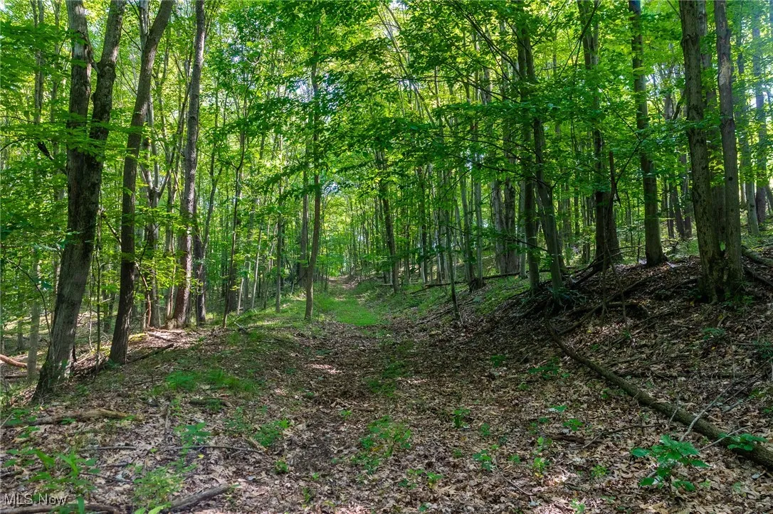 View of tree filled area