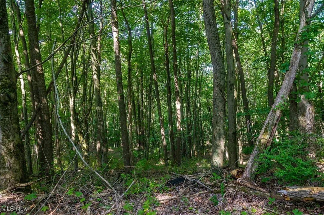 View of woods