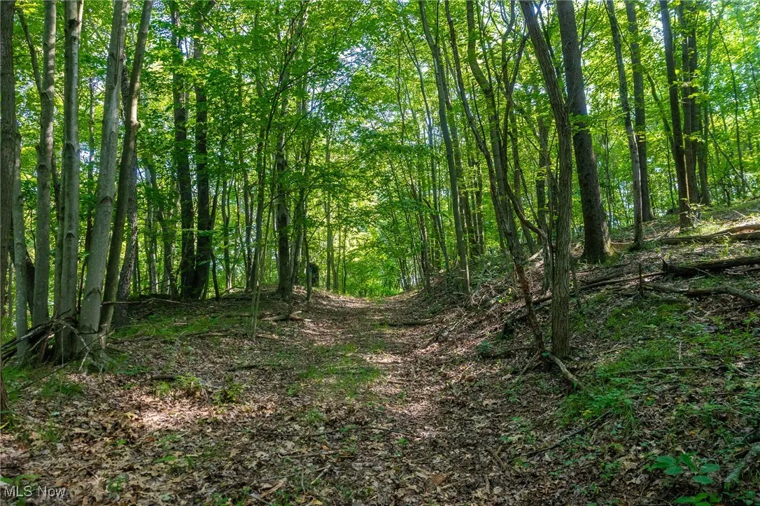 View of tree filled area