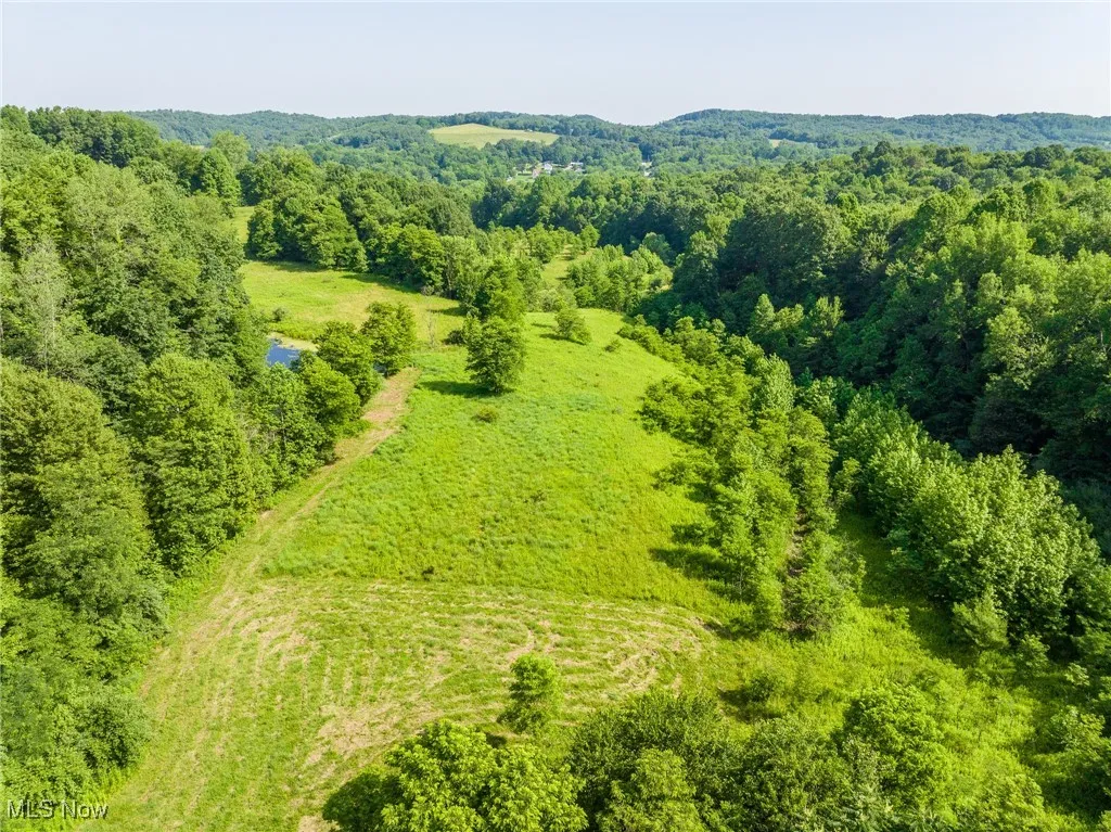 Bird's eye view of a forest