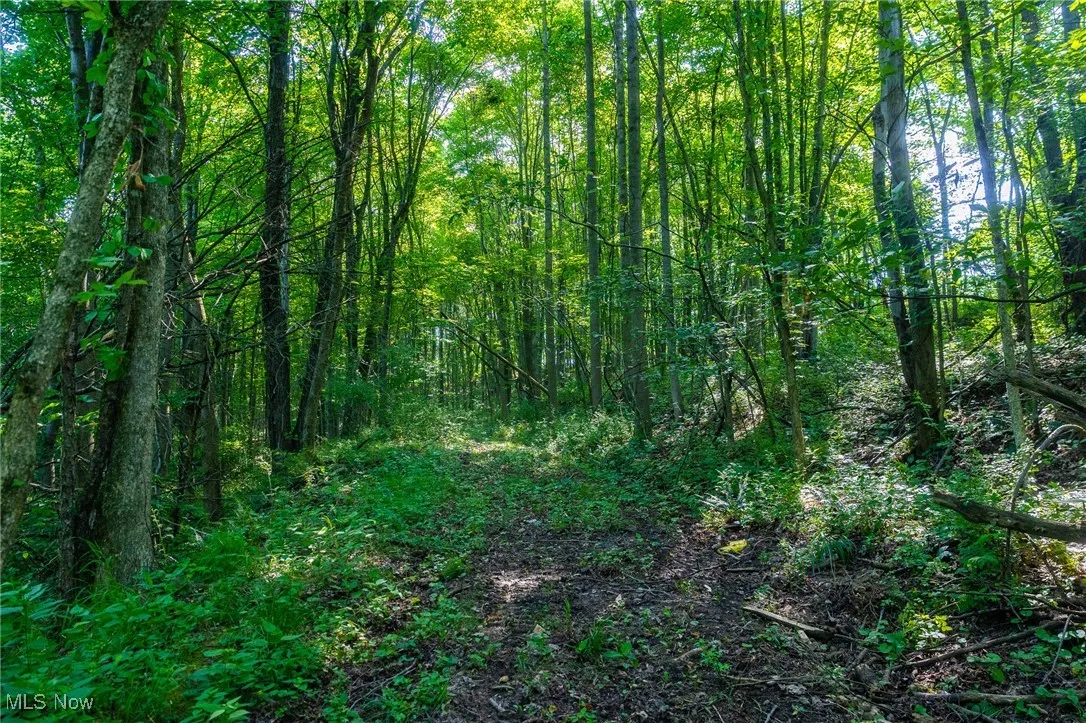 View of woods