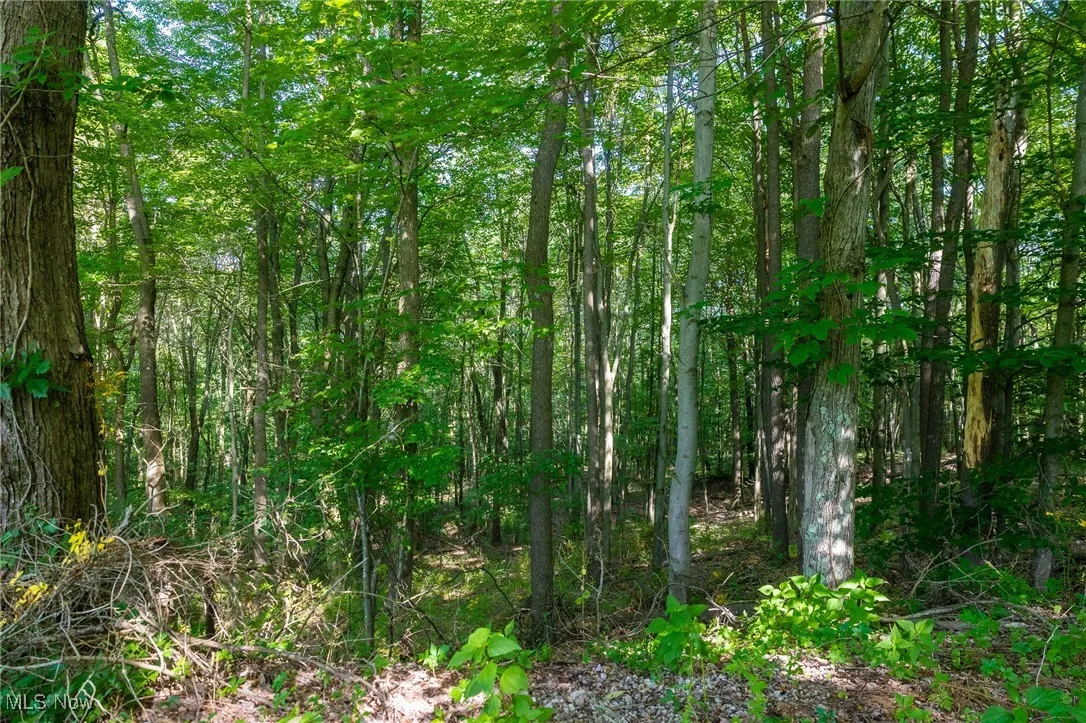 View of wooded area