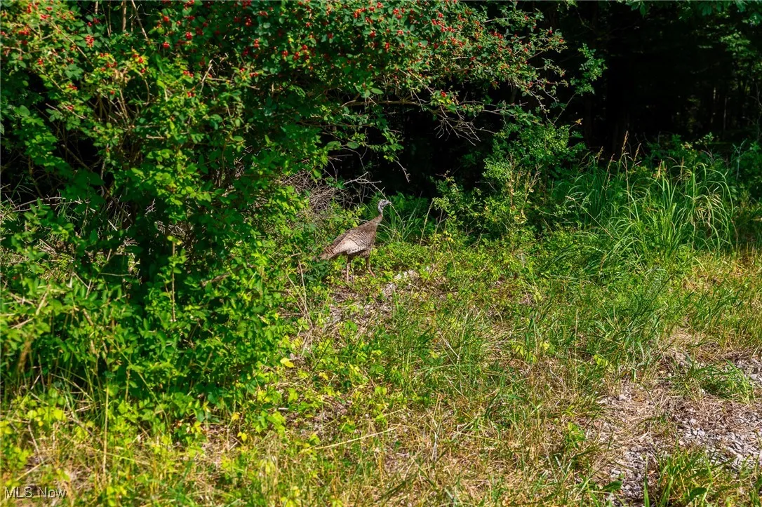 View of local wilderness