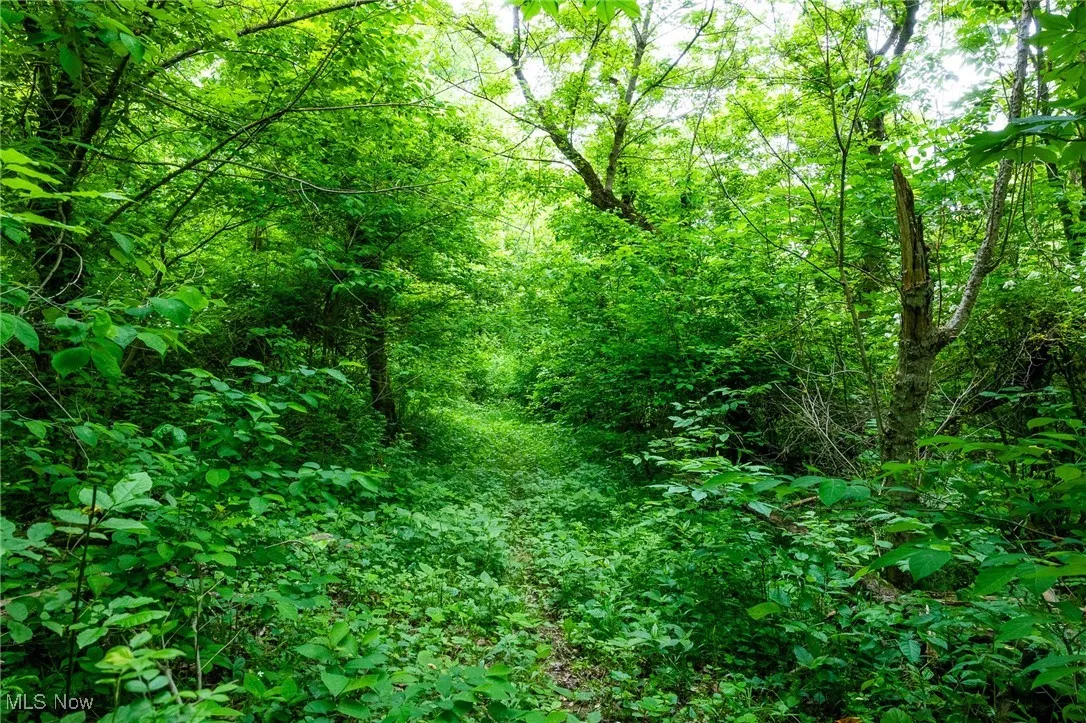 View of wooded area