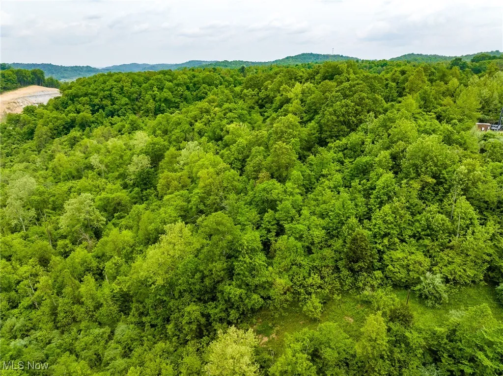 Aerial view of a forest