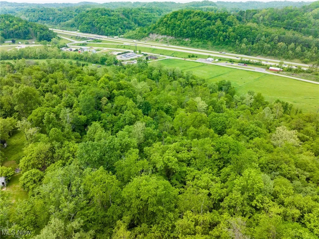 Aerial view of a forest