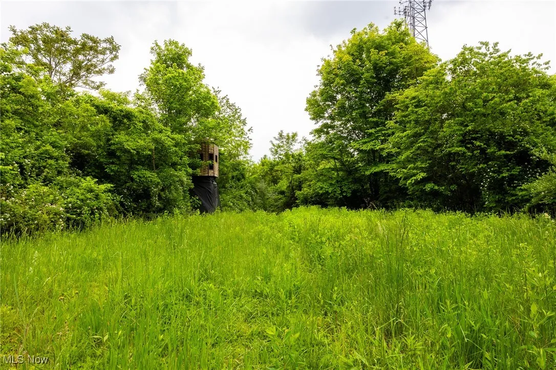 View of local wilderness