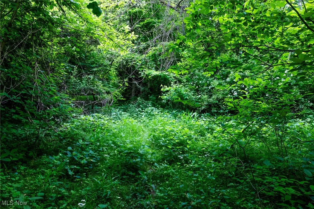 View of wooded area