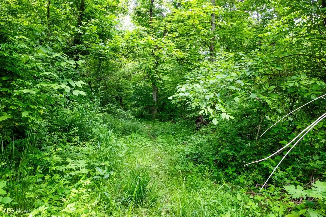 View of wooded area