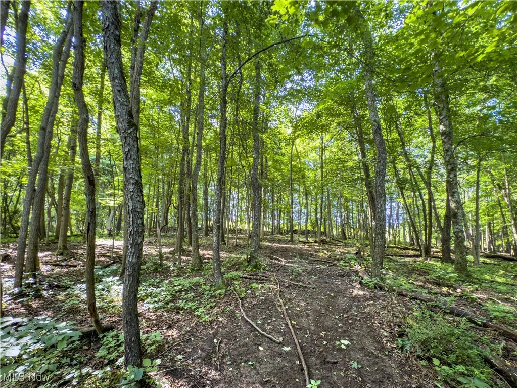 View of local wilderness
