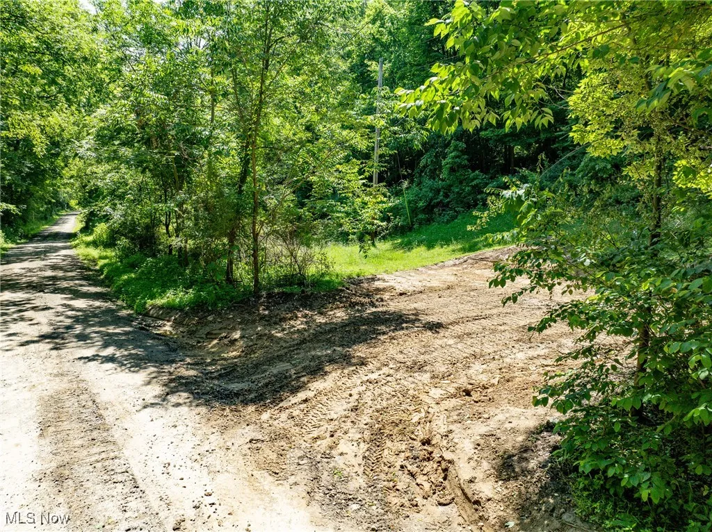View of tree filled area