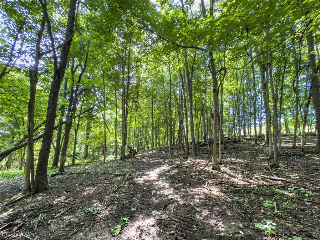 View of tree filled area