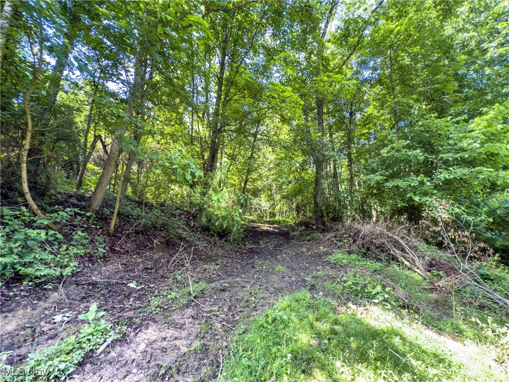 View of wooded area
