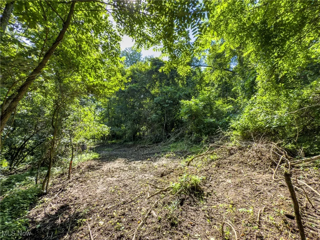 View of tree filled area