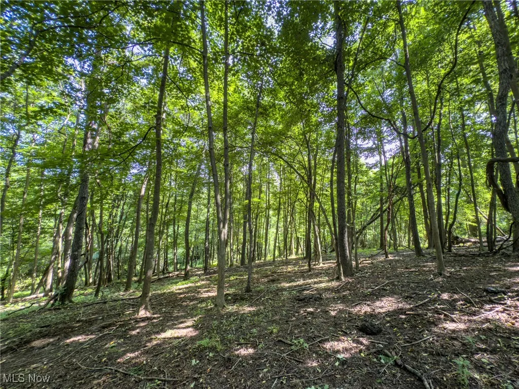 View of wooded area