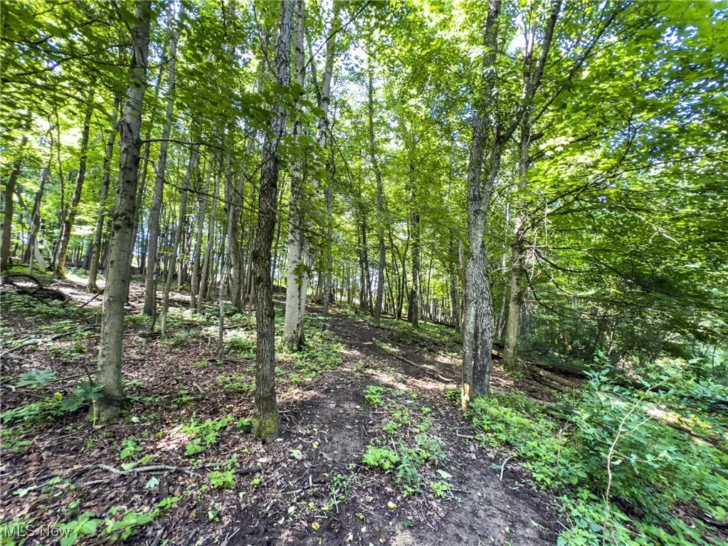 View of tree filled area