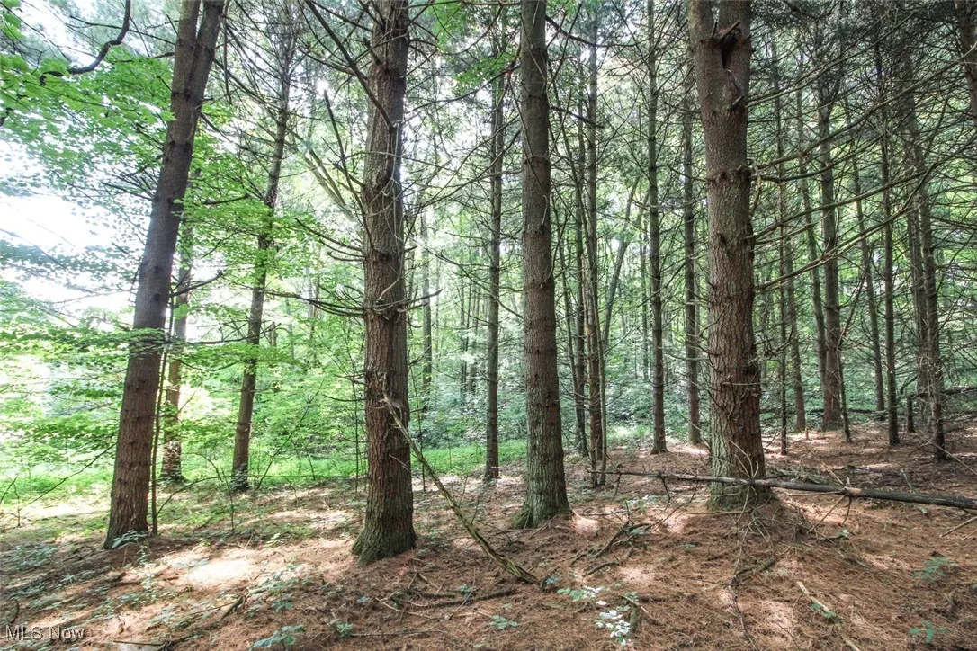 View of wooded area