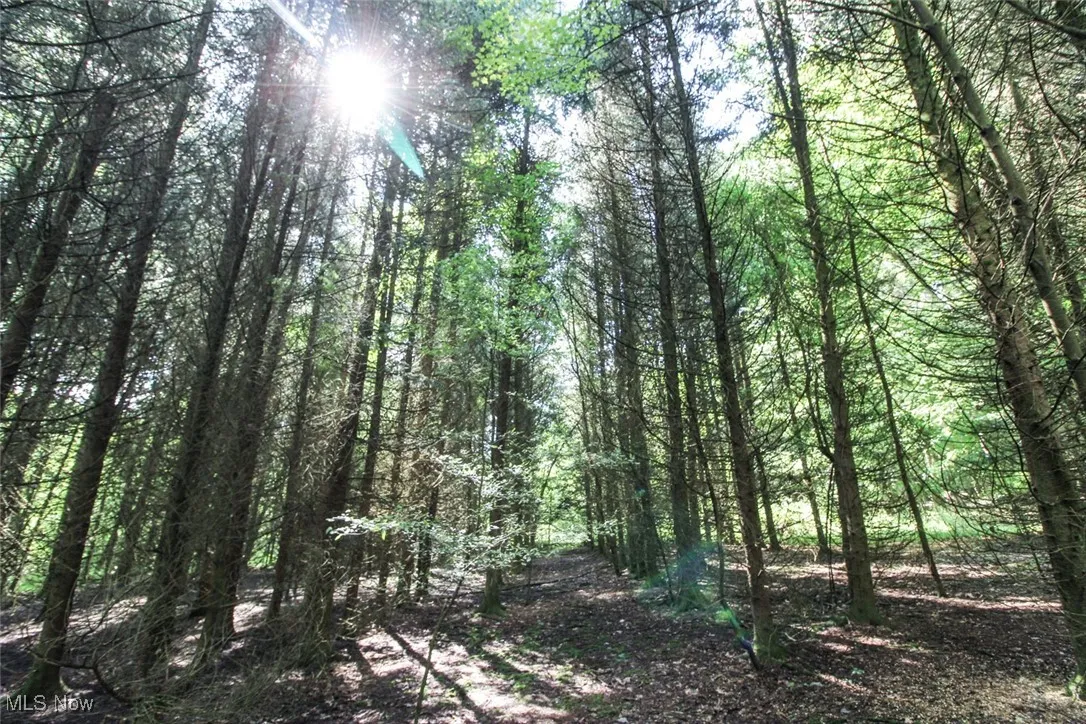 View of wooded area