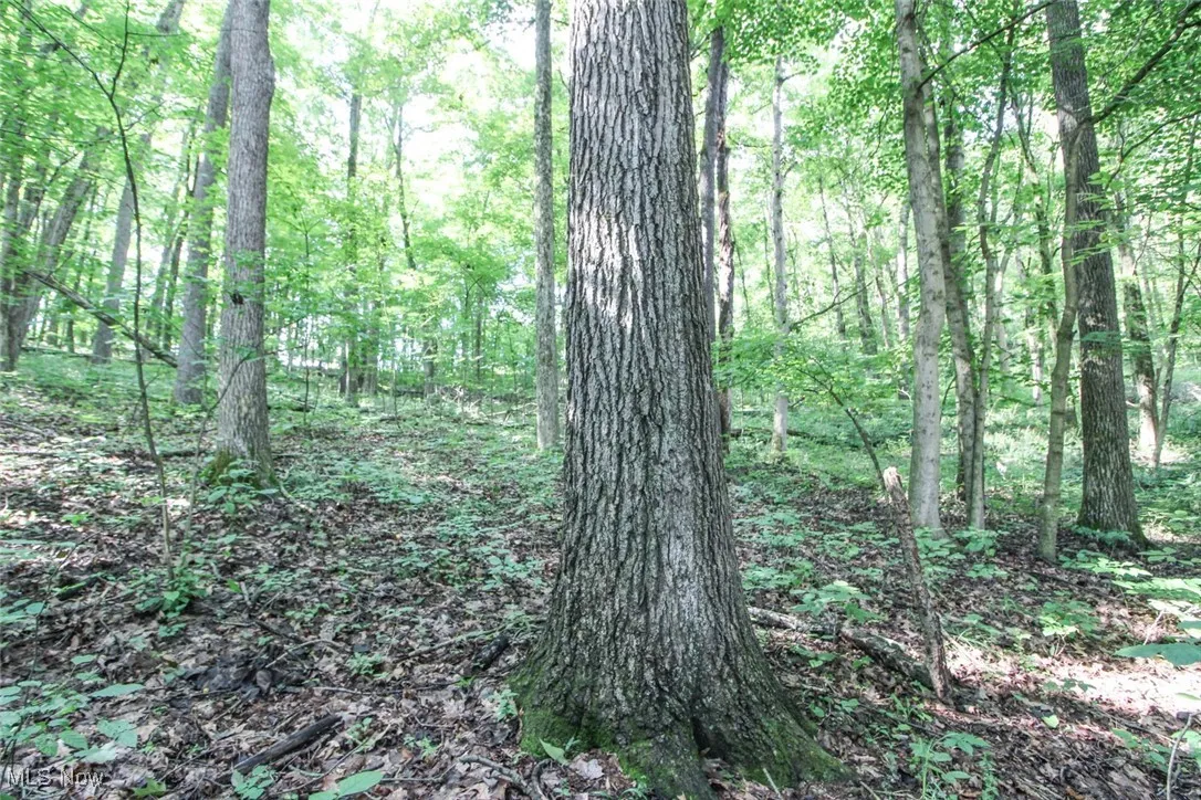 View of tree filled area
