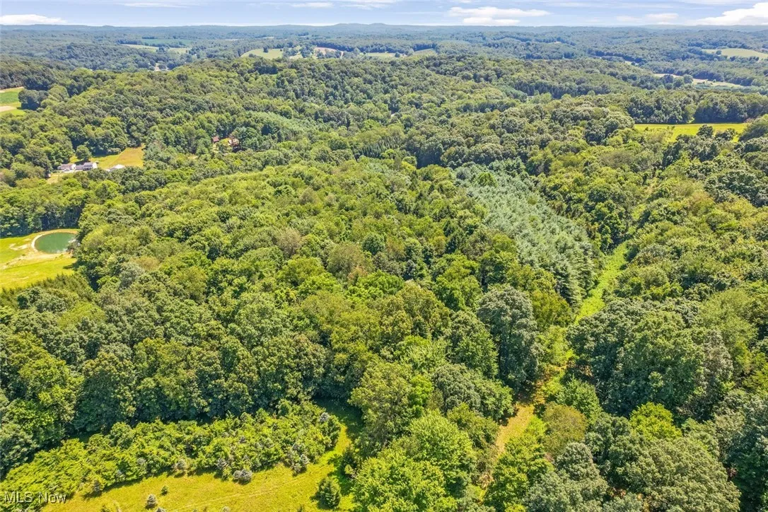 Drone / aerial view of a forest