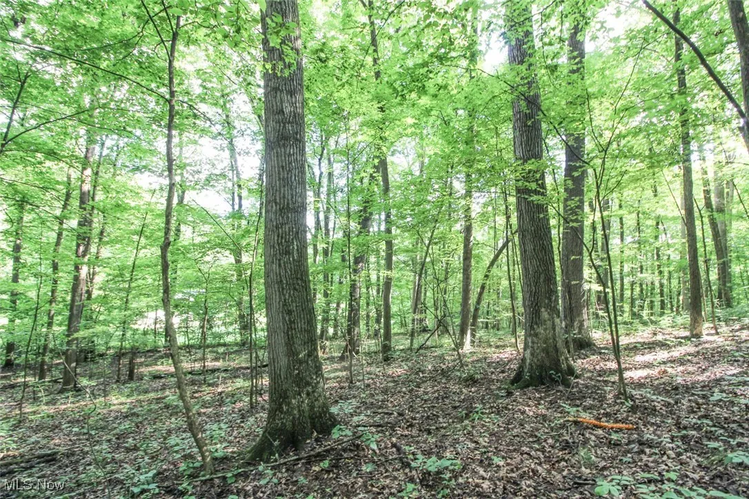 View of wooded area