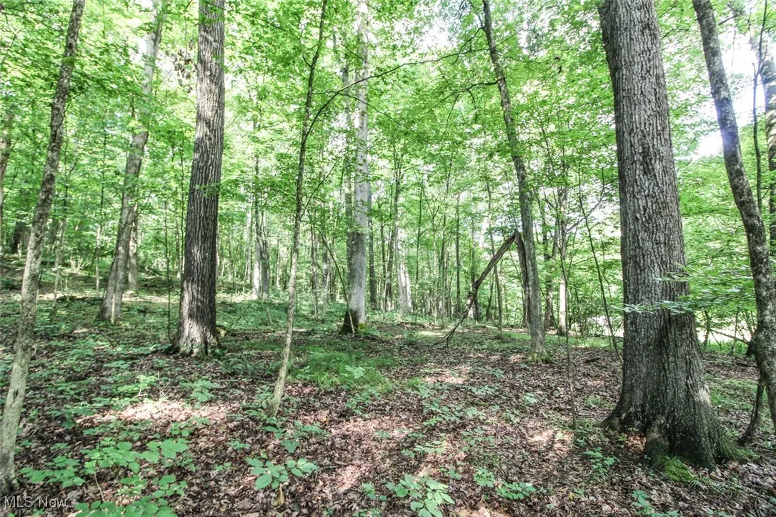 View of wooded area