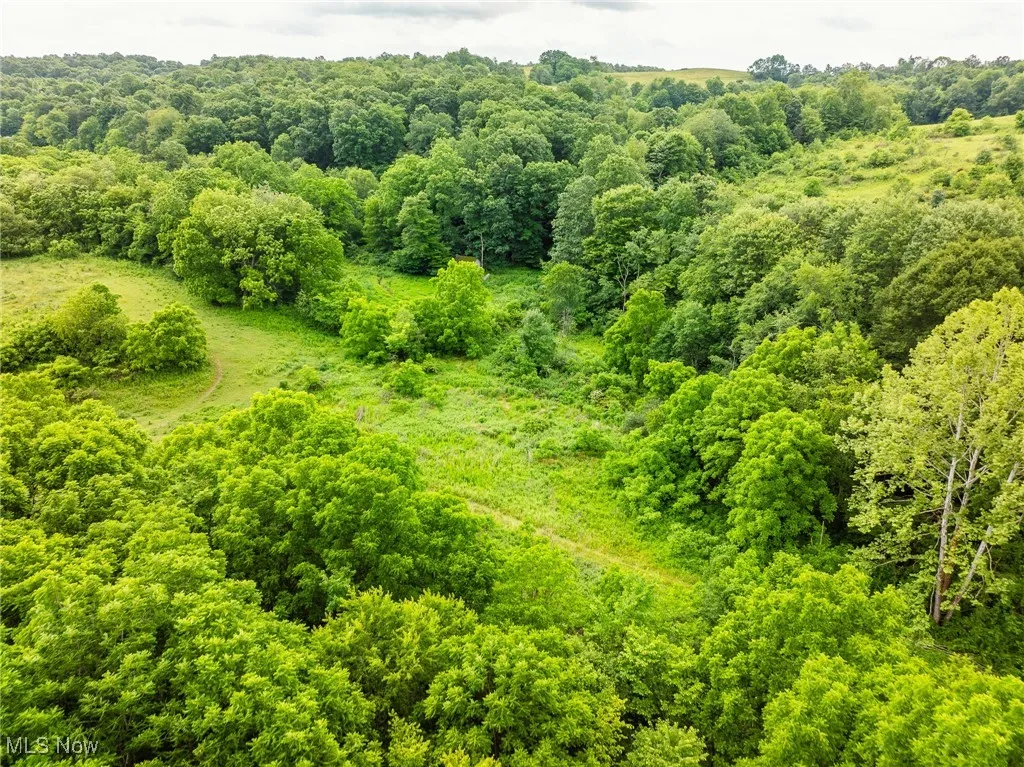 Bird's eye view of a forest
