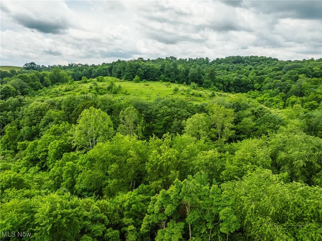 View of tree filled area