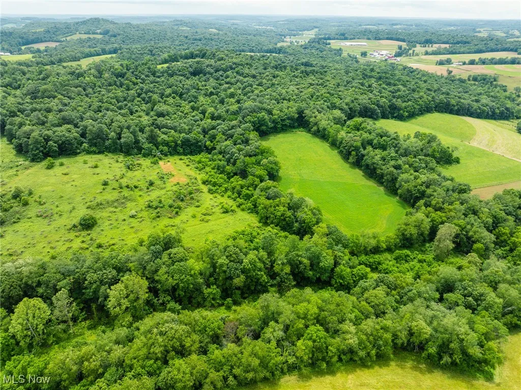 Bird's eye view of a forest