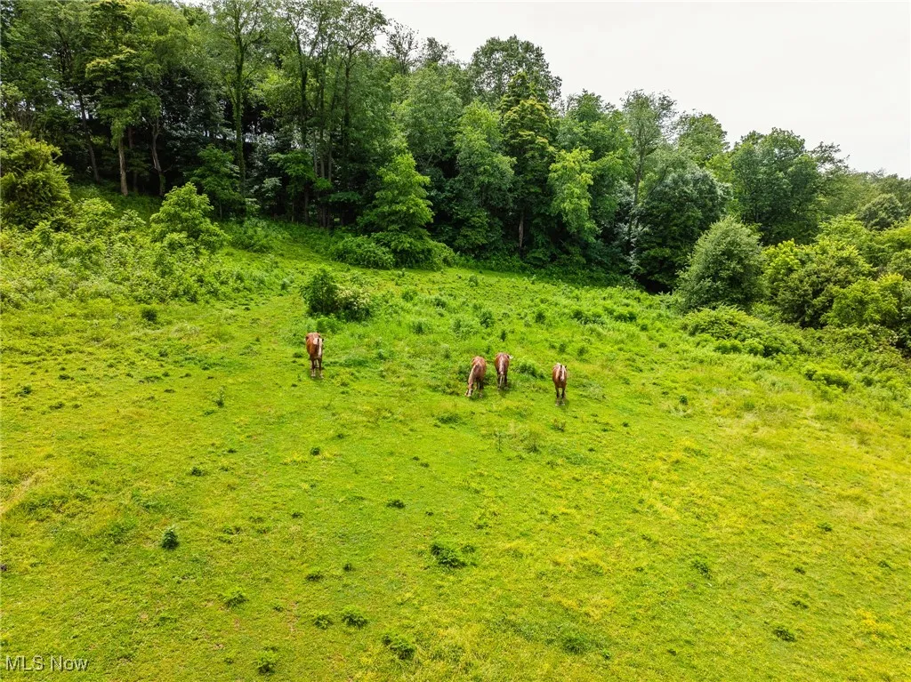 View of local wilderness