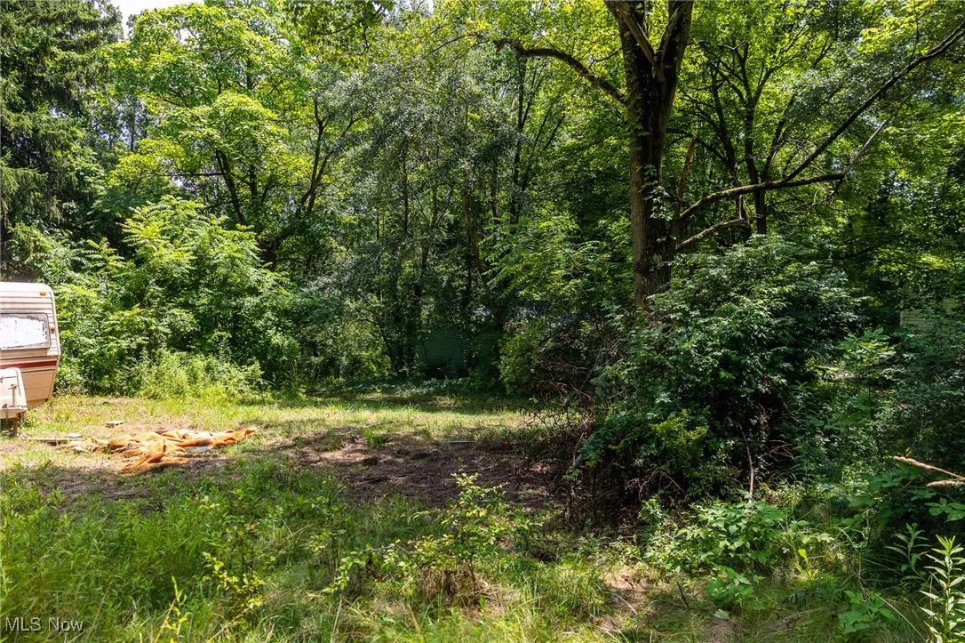 View of tree filled area