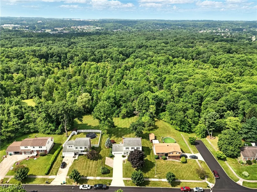 Bird's eye view of a forest
