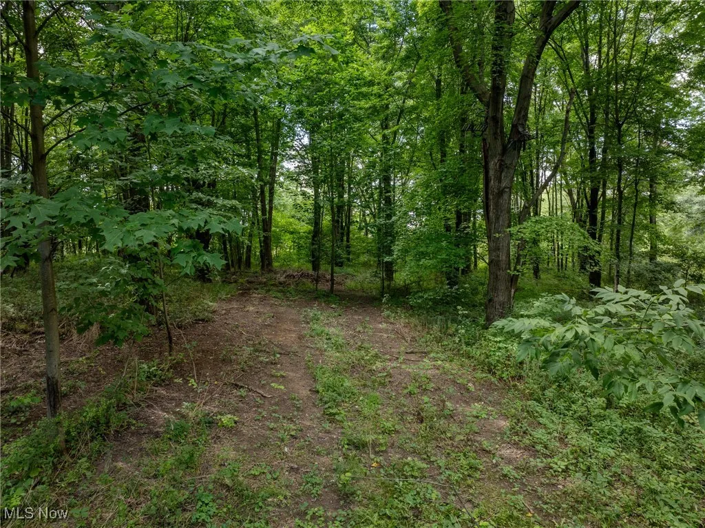View of tree filled area
