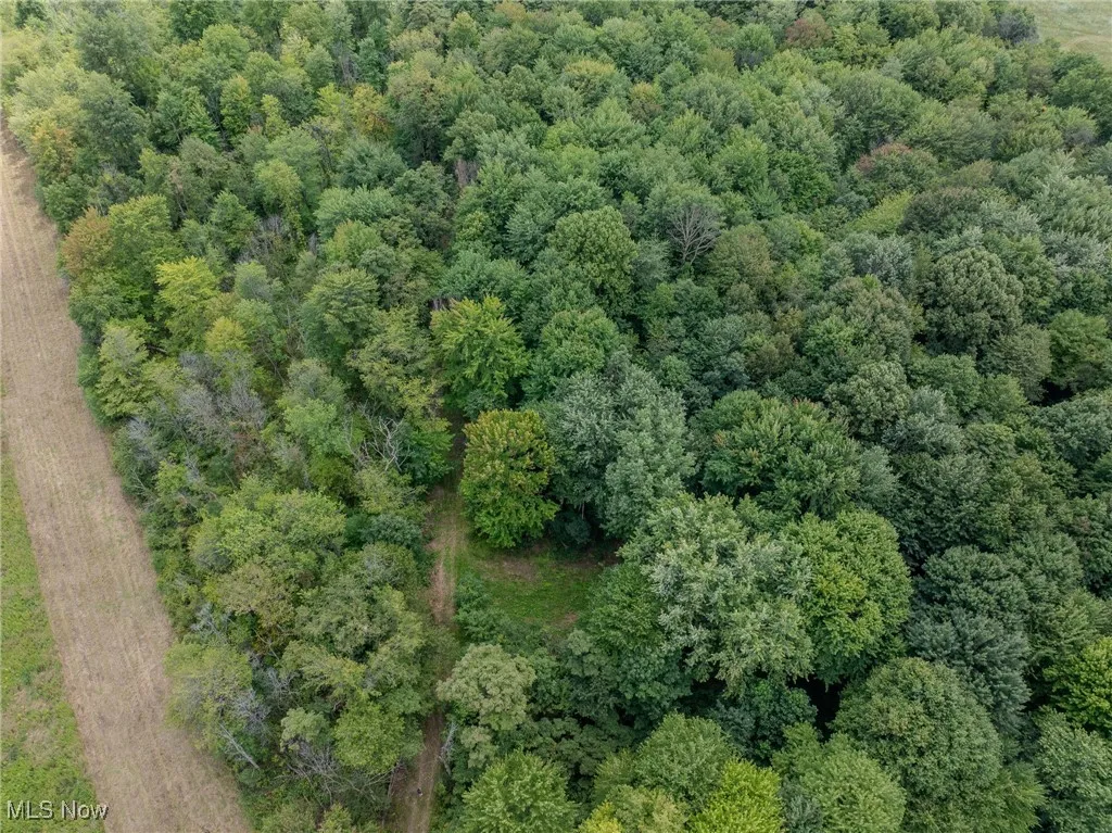 Bird's eye view of a forest