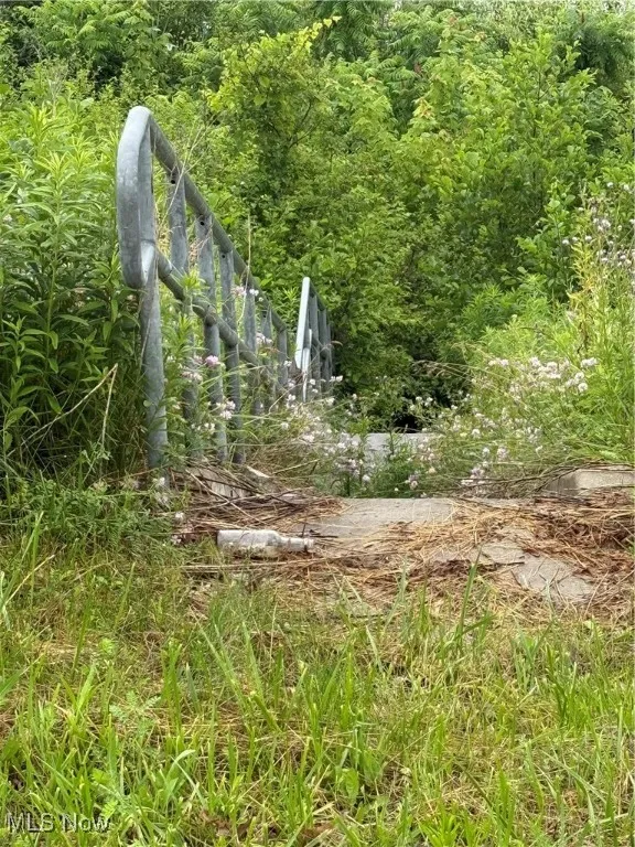 View of local wilderness