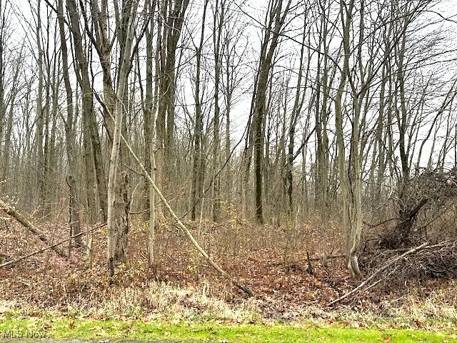 View of local wilderness