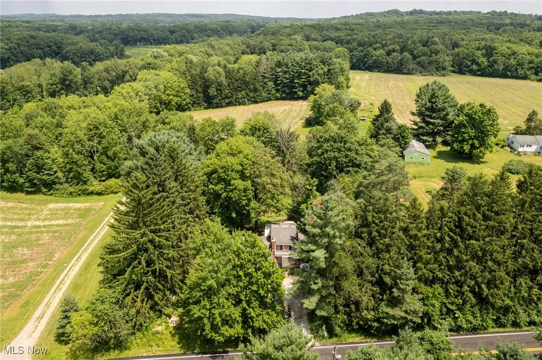 Bird's eye view of a forest