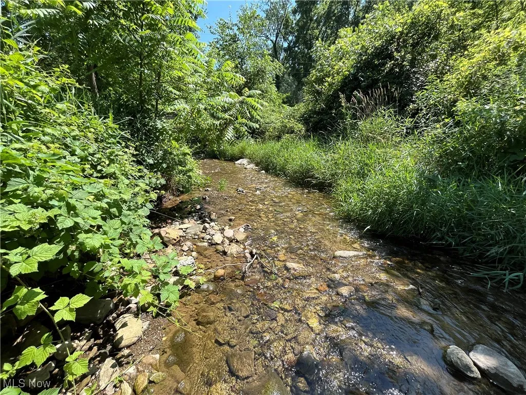 View of local wilderness