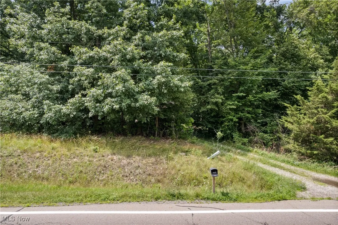 View of local wilderness