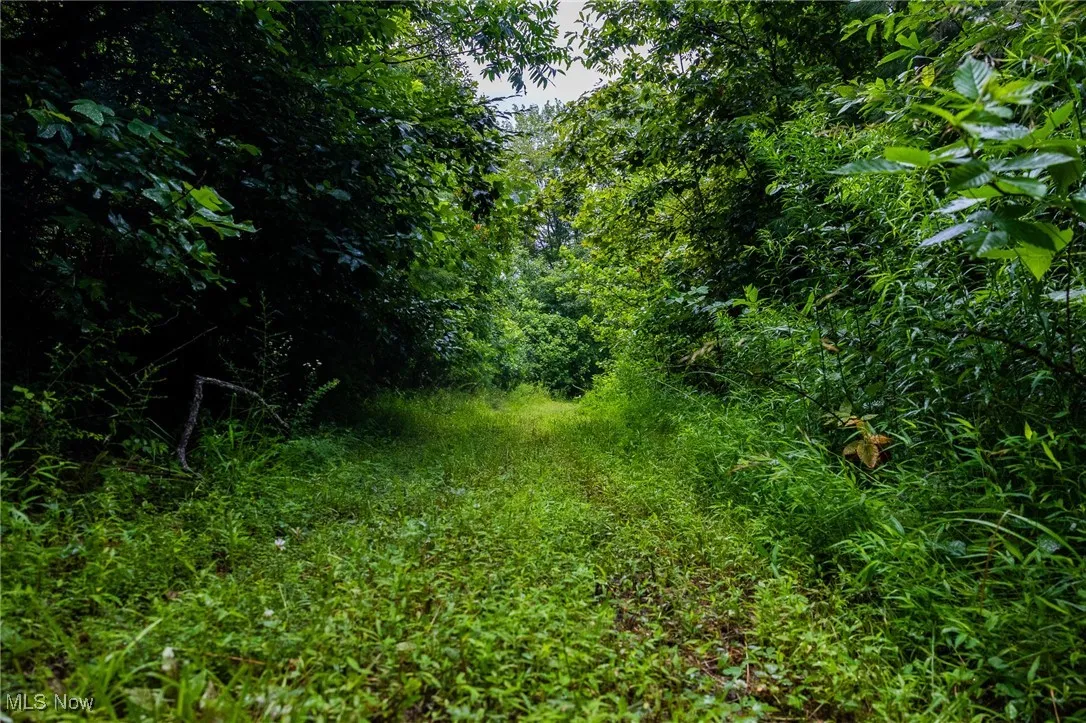 View of undeveloped land