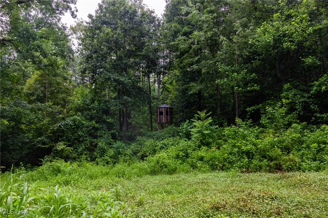 View of wooded area