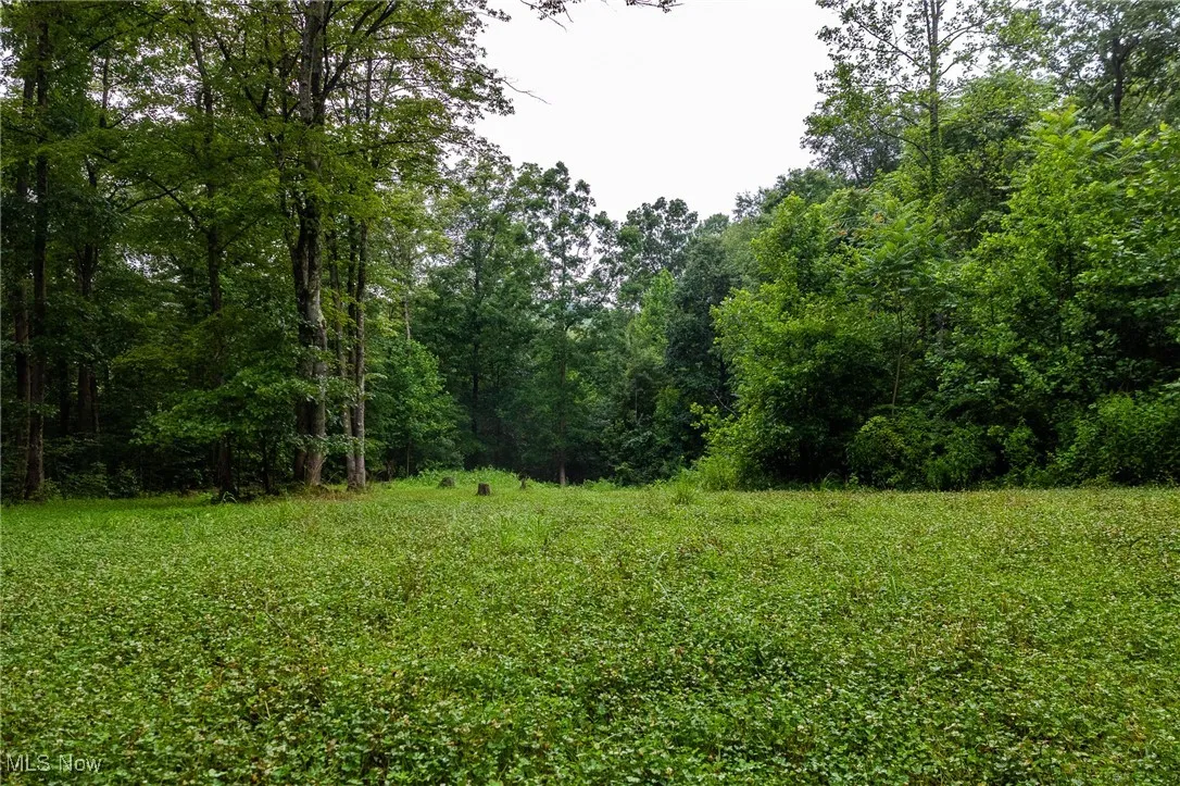 View of woods