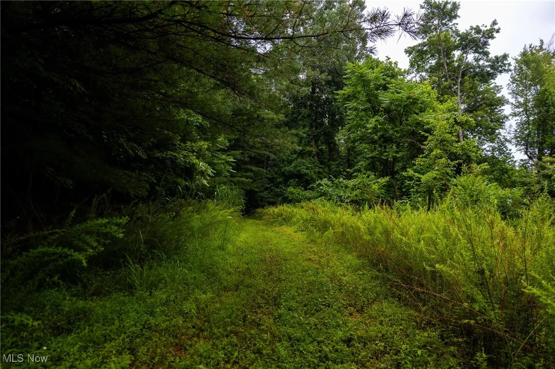 View of woods