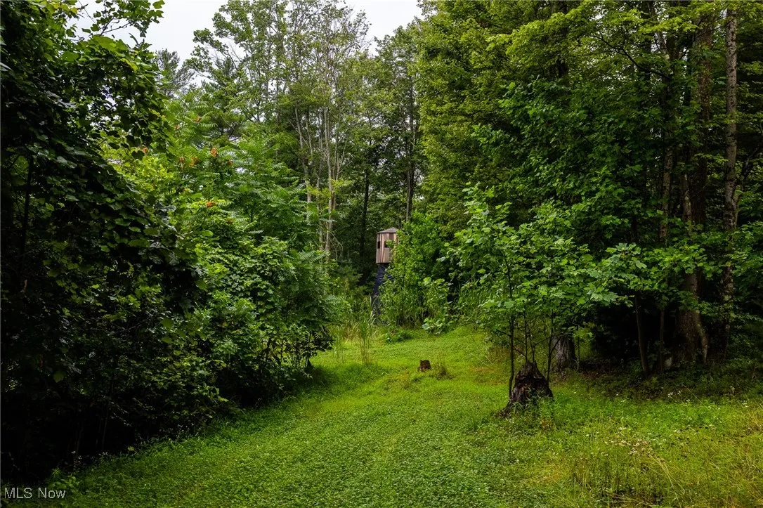 View of tree filled area