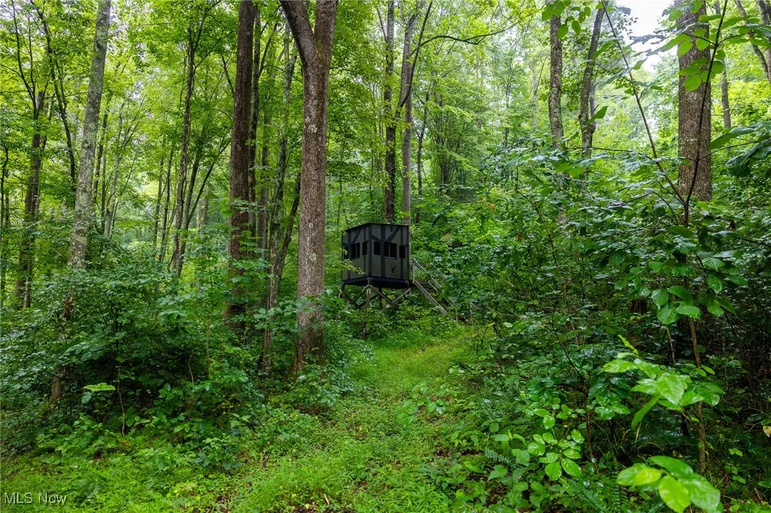 View of tree filled area
