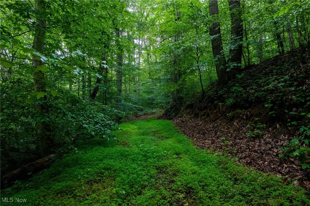 View of tree filled area